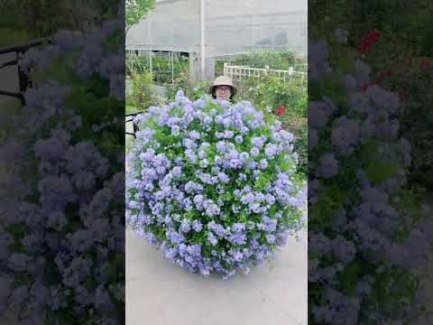 蓝雪花大花球太好看了吧蓝雪花生长速度很快从1加仑长成2米的大花球两年时间就足够了抖音小助手 #蓝雪花 #蓝雪花养护 #爱生活爱养花 #好看的花一定要分享给你 #花卉绿植