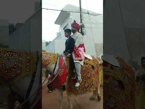 #shorts #shortsfeed #dulha #ghodi