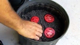 This Seed Starter Techniques Are Guaranteed To Blow Your Mind