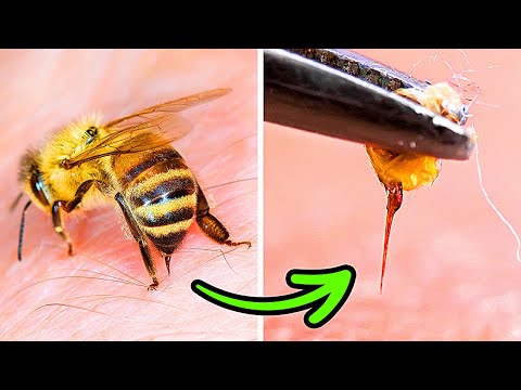 , title : 'Arılar Neden Sizi Soktuktan Sonra Hayatta Kalamaz (ve Arı, Güve ve Eşekarıları Hakkında Bilgiler)'