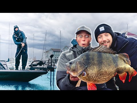 3kg Perch – Angler can't believe what happened!