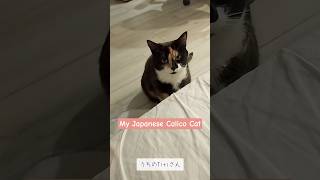 Titi – The Prettiest Calico Cat（三毛猫）in Montreal 🐾 | Cute Cat Shorts