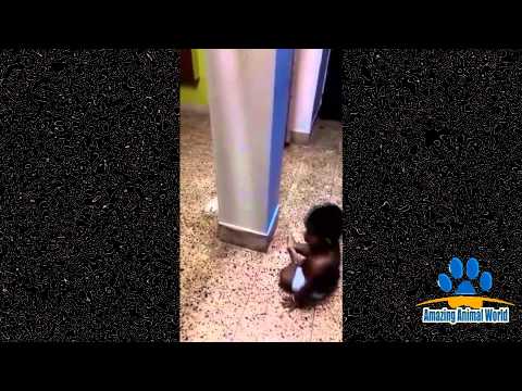 Cat playing hide n seek with cute Baby - Funny Video