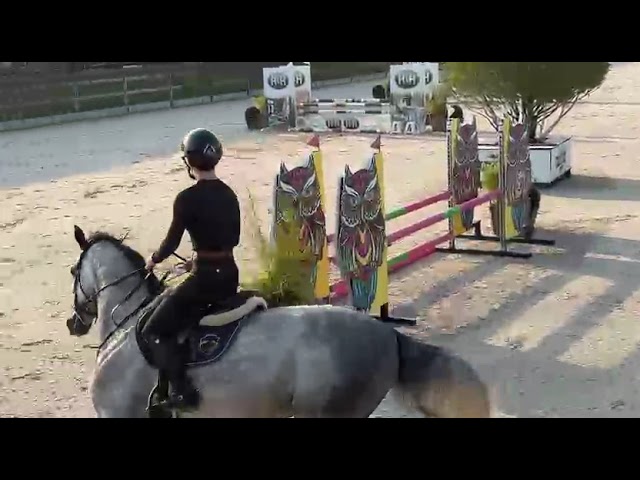 Jumping practice round Tamino BH (Tangelo v/d Zuuthoeve x Crown Z).