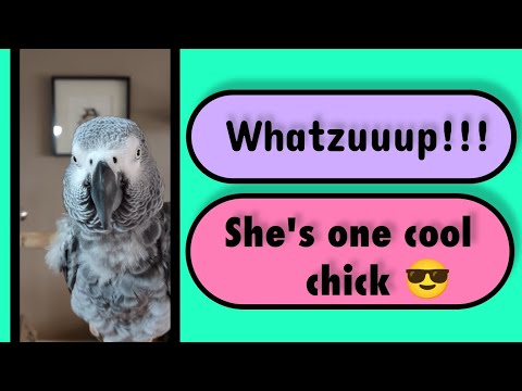 Whatzuuup!!! #animals #birds #parrots #pets #fun #lol #funny #cute #love #greyparrots #shorts #fyp
