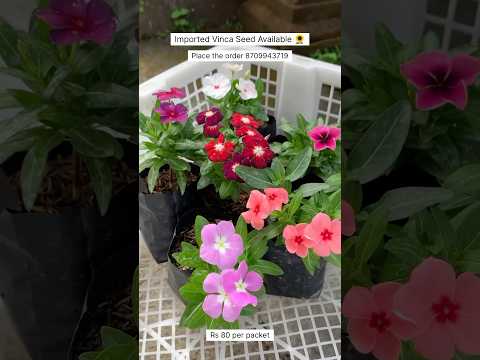 Rare Imported Vinca Seeds Online Shopping 🪴 #vinca #plants #flowers #gardening