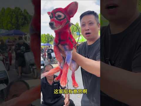 रंगीला कटहा कुत्ता Viral Gadgets, Smart Appliances, Kitchen Utensils/ Home Inventions #shorts #dog