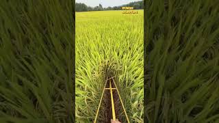 Download lagu Planting rice closely can increase harvest yields mp3