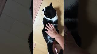今朝も早起きさん #ねこ #ねこのいる生活 #ねこ動画 #保護猫 #かわいい猫 #ねこのいる暮らし