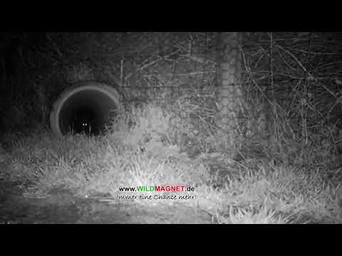 Marderfang mit Wildmagnet in Krefelder Fuchsfalle