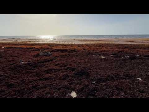 How a seaweed bloom is affecting tourism in Mexico