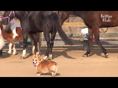 download lagu mp3 mp4 Al Corgi Farm, download lagu Al Corgi Farm gratis, unduh video klip Al Corgi Farm