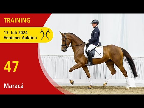 Verden Auction Online - Sporthorses - July, 13 - No. 47 Maracá by Maracaná - Dragon Hill