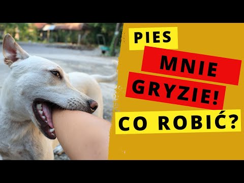 Pies łapie Cię za ręce? Szarpie za ubranie? Poluje na dziecko?