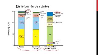 Líquidos corporales. Filtración glomerular - Digestivo, Renal y Endócrino