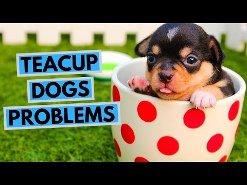 Problems With Teacup Dogs