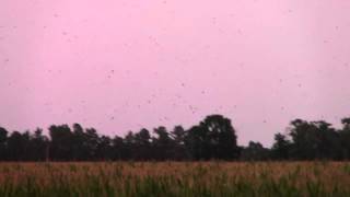preview picture of video 'Purple Martin Roost in N.C.'