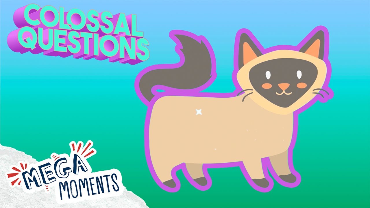 7 Crazy Cat Facts for Kids! 😸 | Colossal Questions | Mega Moments