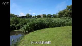 preview picture of video '水前寺江津湖公園・定点観測・ミクリの成長（bur-reed）'