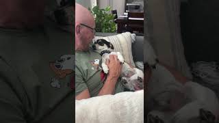 Video preview image #1 Chihuahua-Unknown Mix Puppy For Sale in Corona, CA, USA