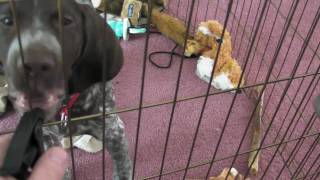 preview picture of video 'German Shorthaired Pointer Puppy Needs Fuel!'