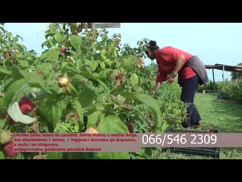 POTREBNI RADNICI ZA BERBU MALINA - VEOMA POVOLJNI USLOVI!!!