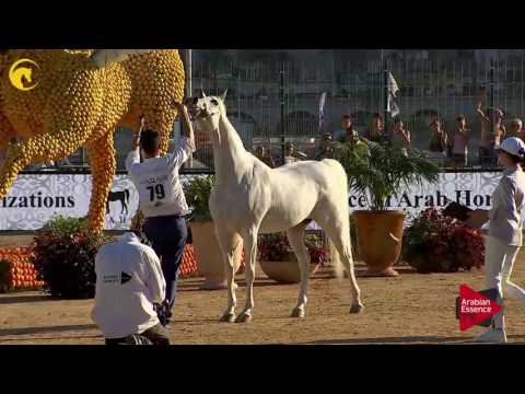 N.79 ALIA EA - MENTON 2017 - Mares 7 years old and above (Class 5)