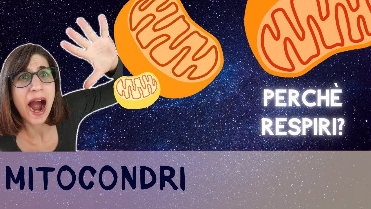 Mitocondri: la centrale energetica della cellula e il motivo per cui respiriamo