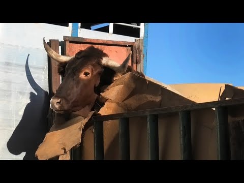 Mojados 2023 Primer Encierro Toros Bravos