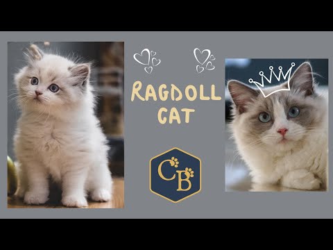 The Ragdoll Cat 😻 One of the World's Most Affectionate Cats