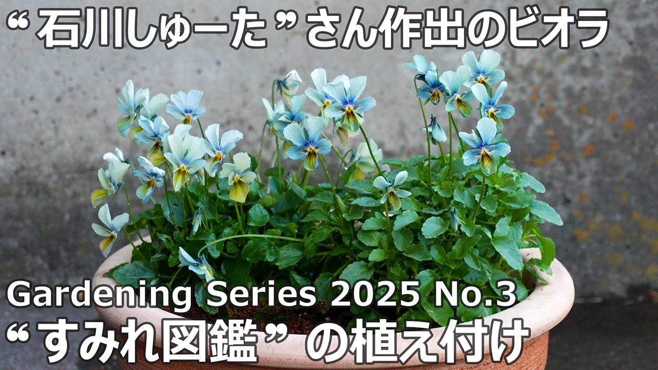 【ガーデニングシリーズ 2025 No.3】すみれ図鑑 #石川しゅーたさん #グリーンファーム