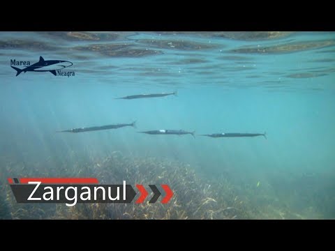 ZARGANUL  (belone belone)  din Marea Neagra .