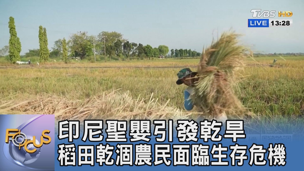 印尼聖嬰引發乾旱 稻田乾涸農民面臨生存危機