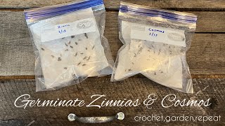 Germinate Zinnias & Cosmos (with the Paper-Towel-Method) 🌱 Crochet, Garden, Repeat