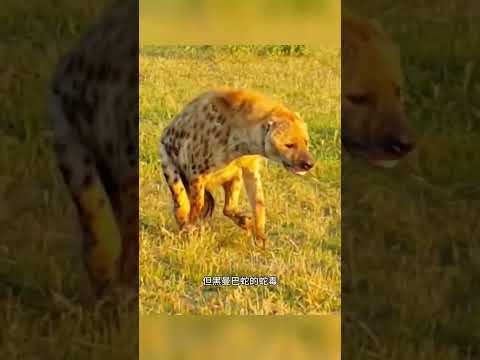 這是你見過最倒黴的一隻鬣狗#野生動物零距離