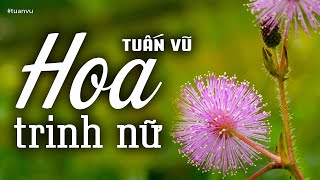 Download lagu Hoa Trinh Nữ - Tuấn Vũ (Tác giả: Trần Thiện Thanh) | Nhạc Vàng Xưa Bất Hủ mp3
