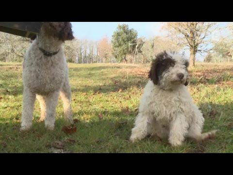 download lagu mp3 mp4 Chien Truffier A Vendre, download lagu Chien Truffier A Vendre gratis, unduh video klip Chien Truffier A Vendre