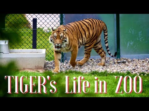 HD Tiger | Cute Tiger - Zoo Toronto | Amurtiger - cute baby animals | Tiger in Toronto Zoo | Canada