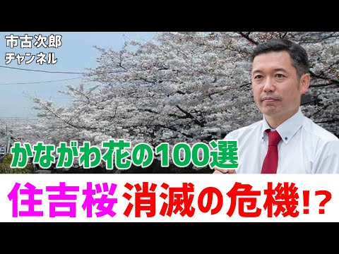 ロケ動画①　住吉ざくらの保全を！