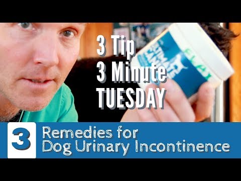 3 Minute, 3 Tip Tuesday: Remedies for Dog Incontinence