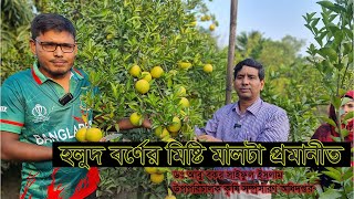 মাল্টা চাষে সফল নীলফামারী সদরের রাজু অর্গানিক গার্ডেন