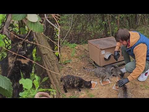 Secret place in the forest: There are no people here, but forest cats always greet us 🐈🌲
