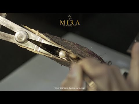 Sustainable South Sea Pearl Farming MIRA South Sea Pearls