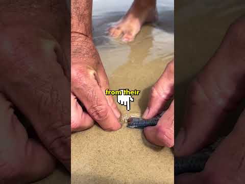 The Creature Buried Under Every Beach