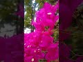 Youtubeshorts Nature