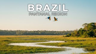 Pantanal Region, Brazil | The Wetland Kingdom