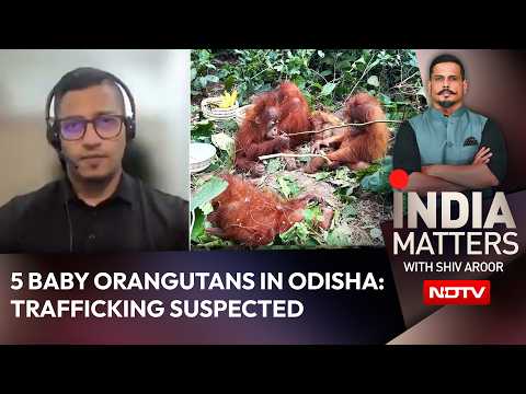 Odisha Orangutans | How Did 5 Baby Orangutans Reach ...