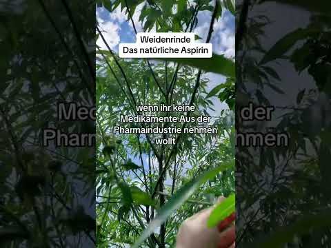 Weidenrinde- das natürliche Aspirin #weidenrinde #naturheilkunde