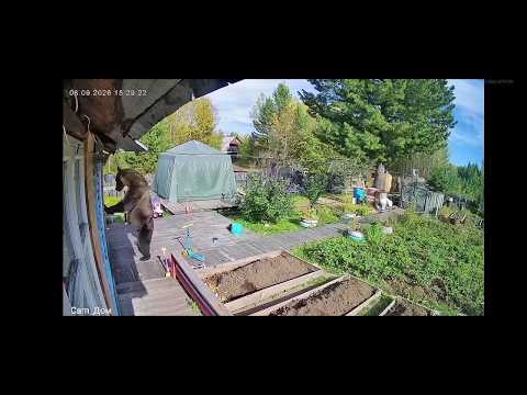 Медведи чувствуют себя как дома