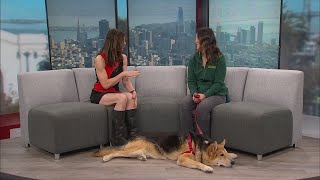 KRON4 celebrates Saving Senior Dogs Week